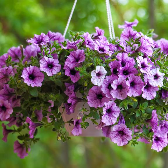 Garden Ornaments Garden & Lawn Ornaments Melbourne All Green